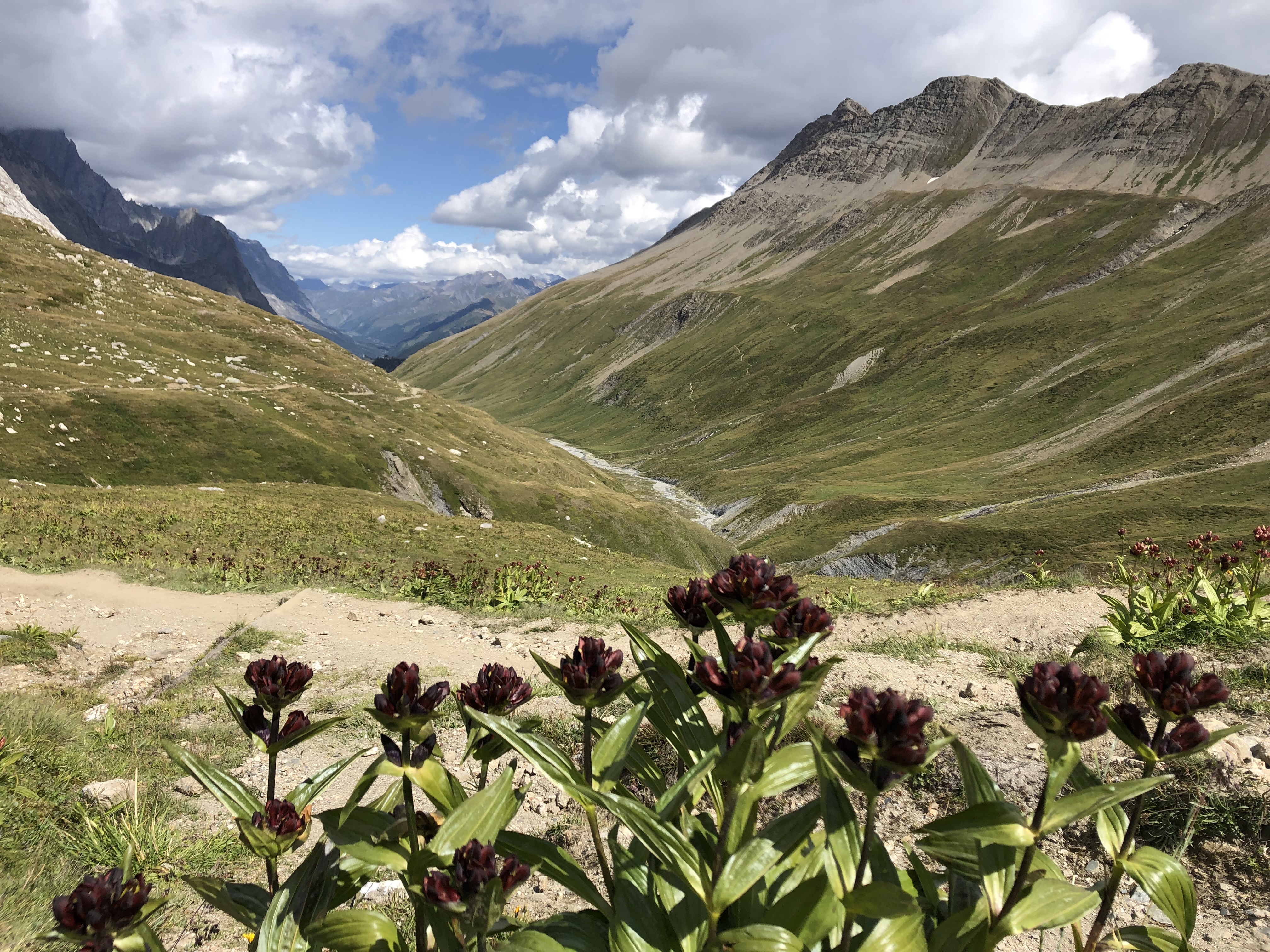Wildflowers at Col de la Seigne, Tour du Mont Blanc