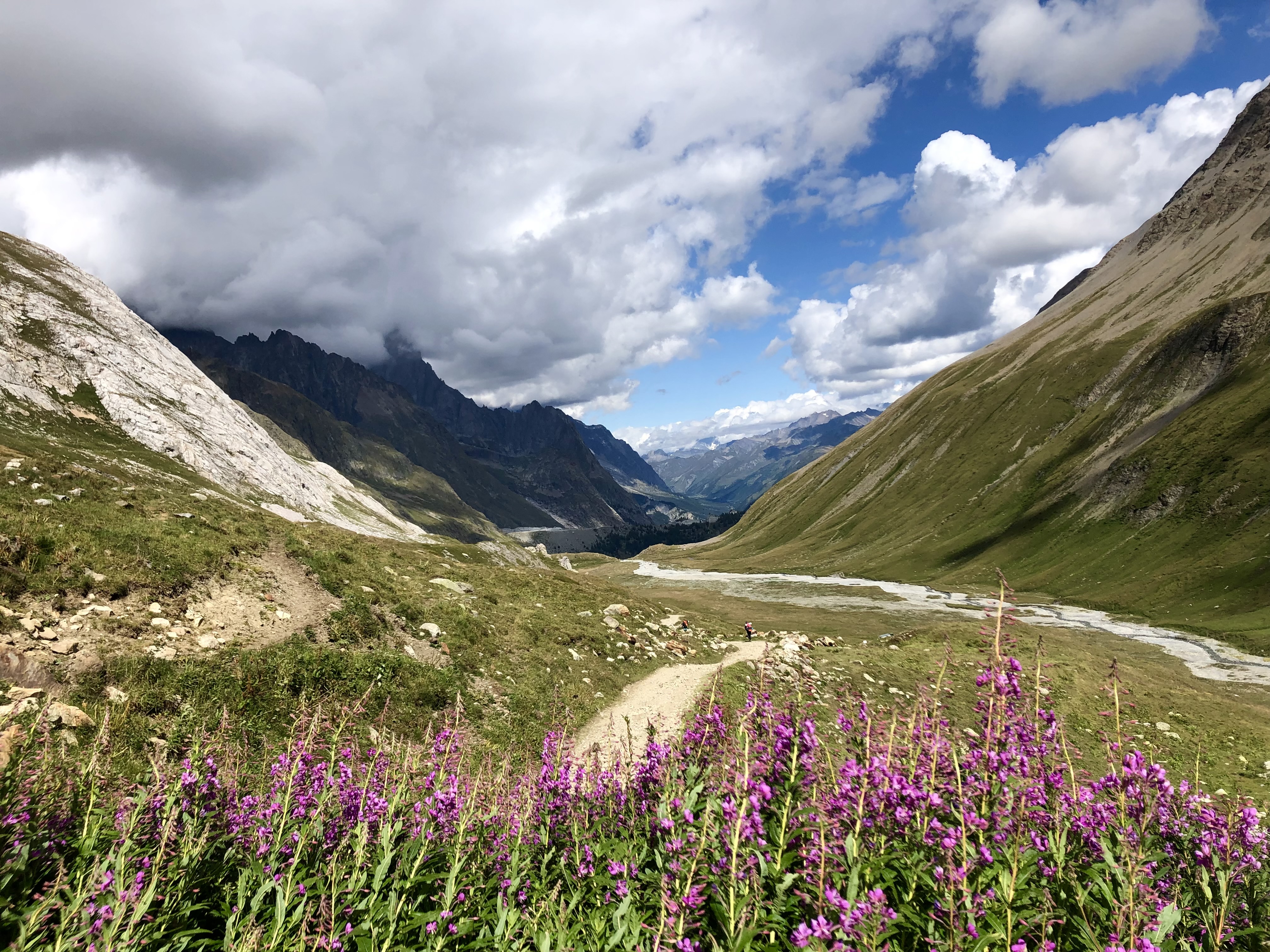 Purple wildflowers in the valley below Col de la Seigne, Tour du Mont Blanc